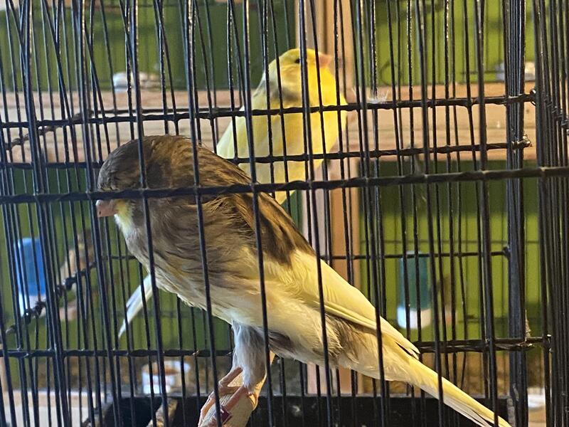 Yorkshire canaries for sale Birdtrader