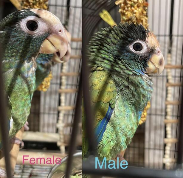 White capped Pionus amazons Parrots Birdtrader
