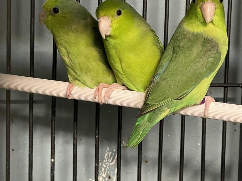 Beautiful Baby Parrotlet Talking Parrot Birdtrader