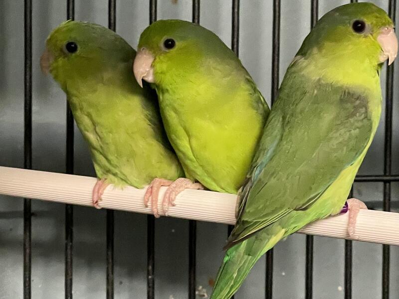 Beautiful Baby Parrotlet Talking Parrot Birdtrader