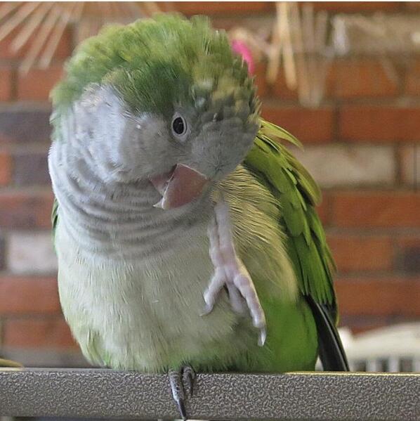 Beautiful Baby Green Quaker Talking Parrot Birdtrader