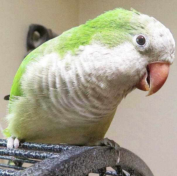 Beautiful Baby Green Quaker Talking Parrot Birdtrader