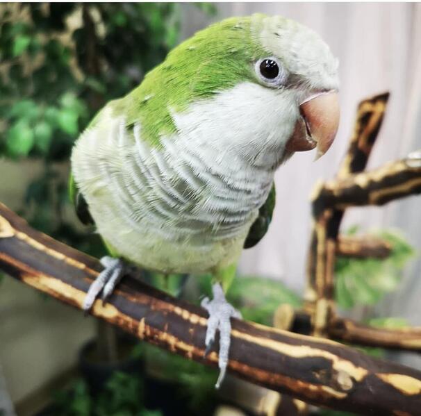 Beautiful Baby Green Quaker Talking Parrot Birdtrader
