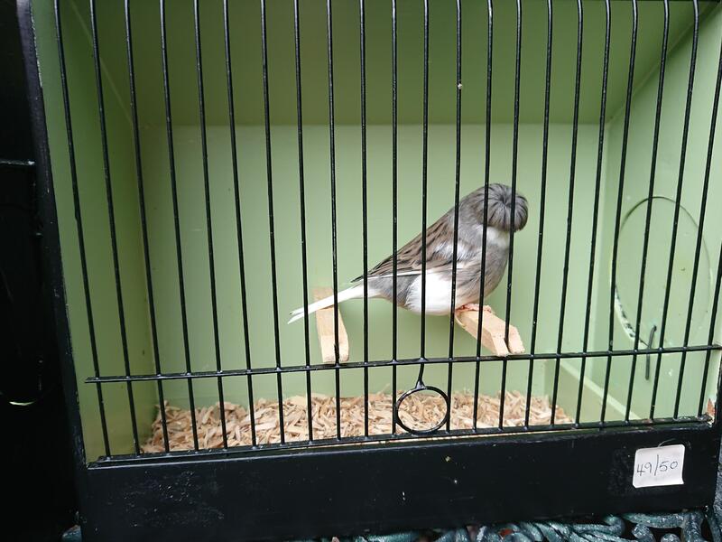 Gloster Canaries Exhibition type Birdtrader