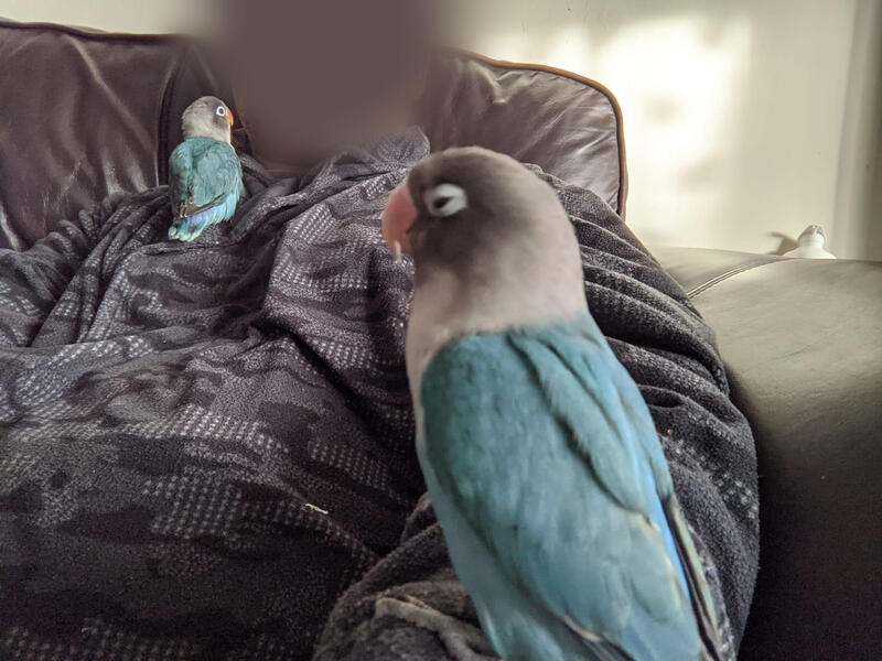 Love Birds for Sale Birdtrader