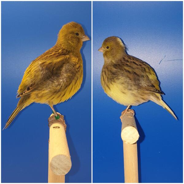 Champion Fife canaries Birdtrader