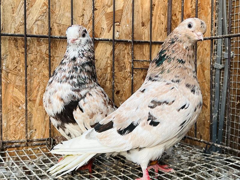 RARE ALMOND PORTUGUESE TUMBLER PIGEONS FOR SALE (SMALLEST PIGEON IN THE