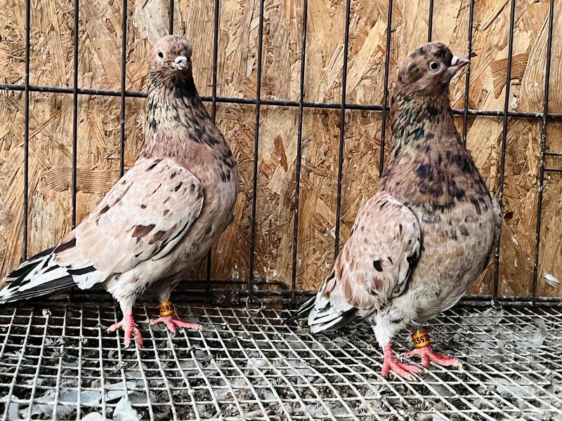 RARE ALMOND PORTUGUESE TUMBLER PIGEONS FOR SALE (SMALLEST PIGEON IN THE