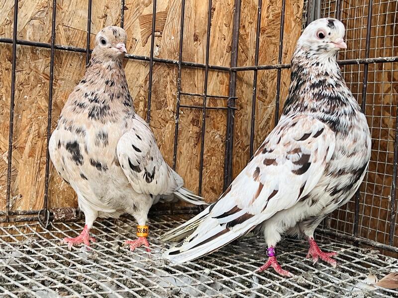 RARE ALMOND PORTUGUESE TUMBLER PIGEONS (SMALLEST PIGEON IN THE WORLD