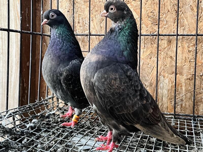 RARE ALMOND PORTUGUESE TUMBLER PIGEONS (SMALLEST PIGEON IN THE WORLD