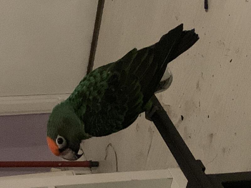 Jardine parrot for sale Birdtrader