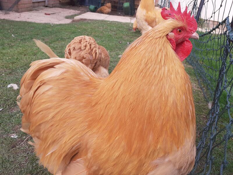 Buff Orpington Bantams 4 Hens and 2 Cockerels | Birdtrader