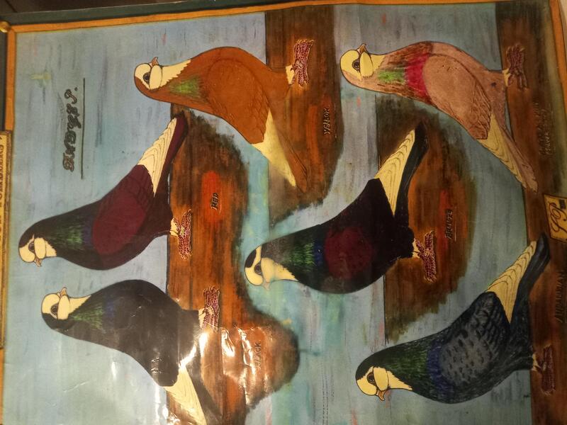 Wolverhampton tumbler club pigeon auction on 18th March Birdtrader