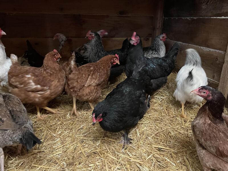 Egg layers chicken Birdtrader