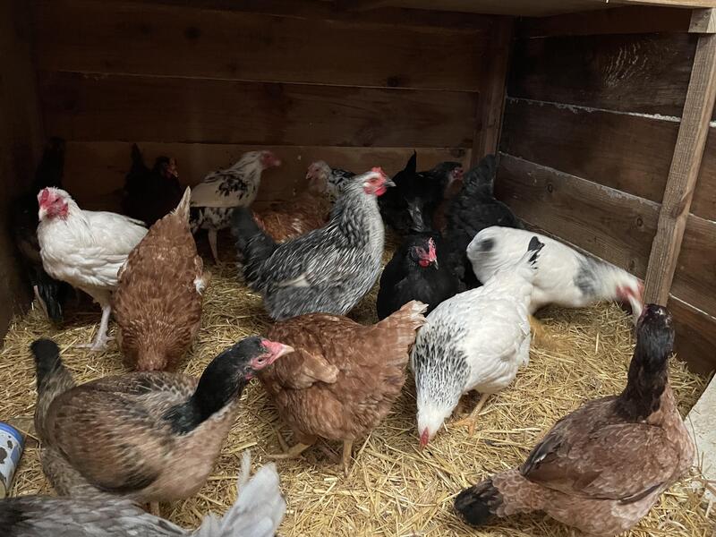 Egg layers chicken Birdtrader