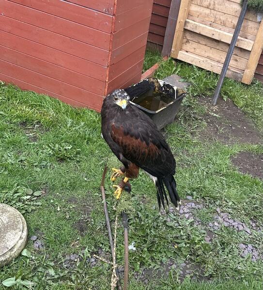 Female, Harris, hawk for sale Birdtrader