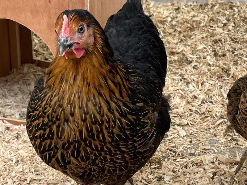 Black Rock Chickens For Sale Point of Lay Pullets Birdtrader