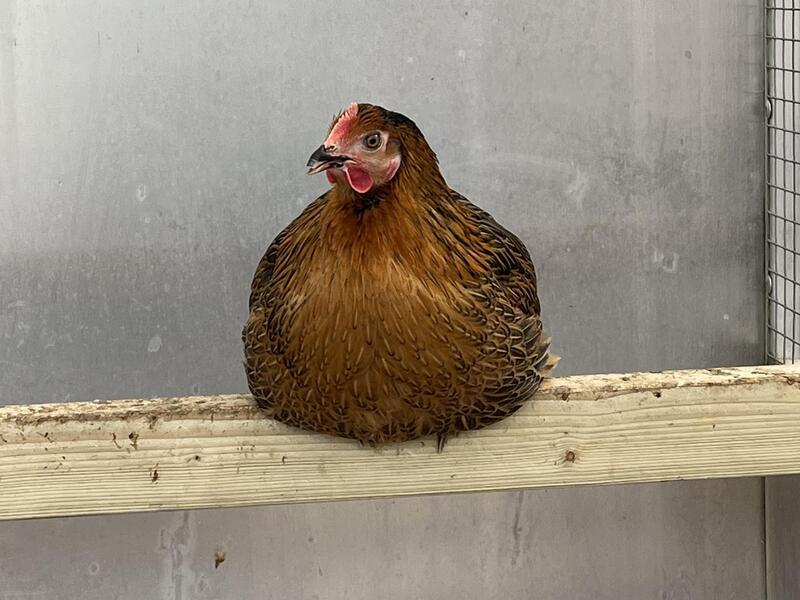 Black Rock Chickens For Sale Point of Lay Pullets Birdtrader