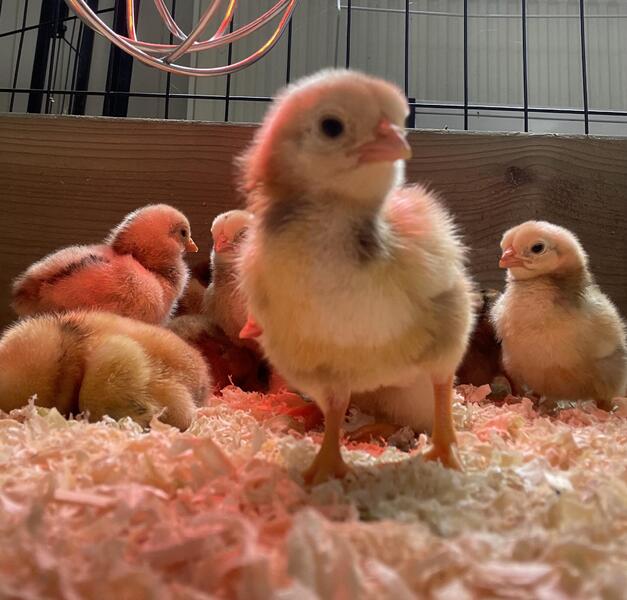 Large Fowl Indian Game Bird Chicks Birdtrader