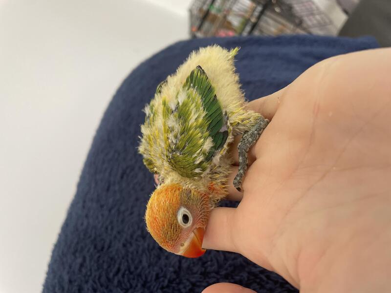 Tame baby lovebirds Birdtrader