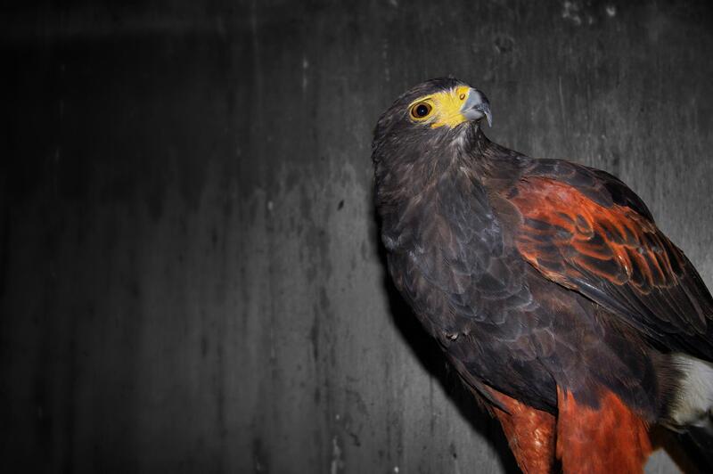 2023 Harris Hawks for sale Birdtrader