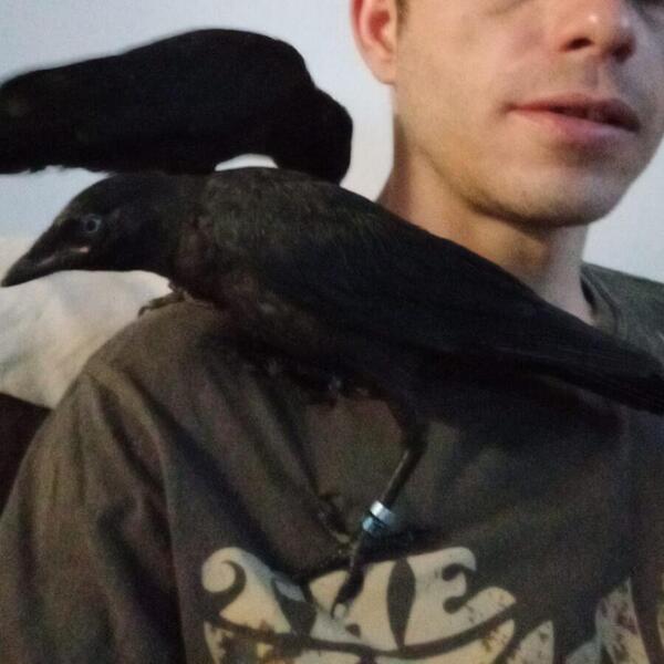 Handreard jackdaws for sale Birdtrader