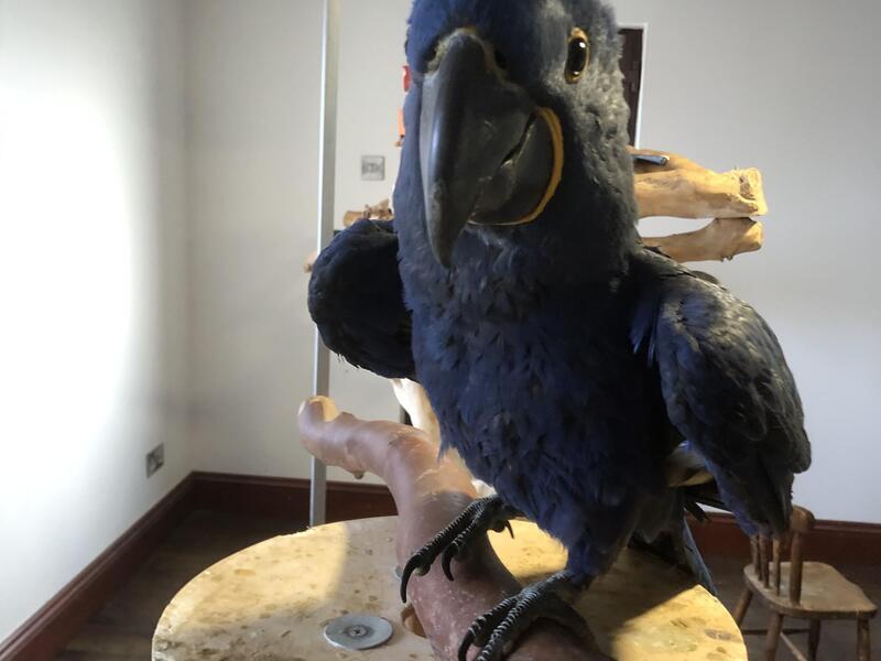 Hyacinth macaw for sale Birdtrader
