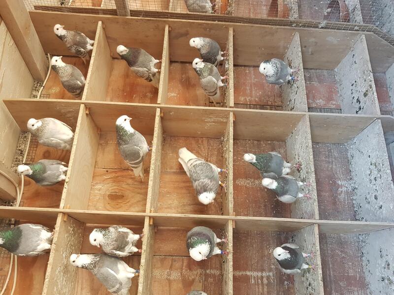 Tumbler Pigeons for sale Birdtrader