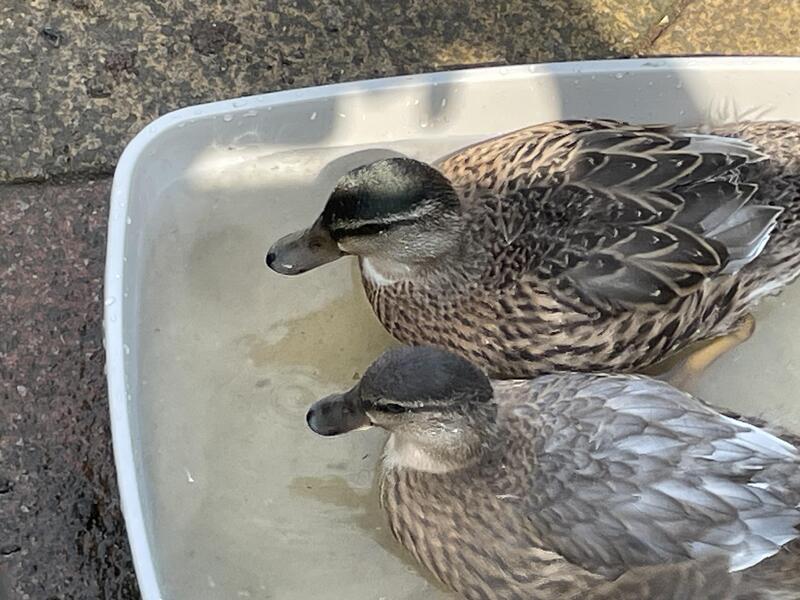 Call ducks for sale Birdtrader