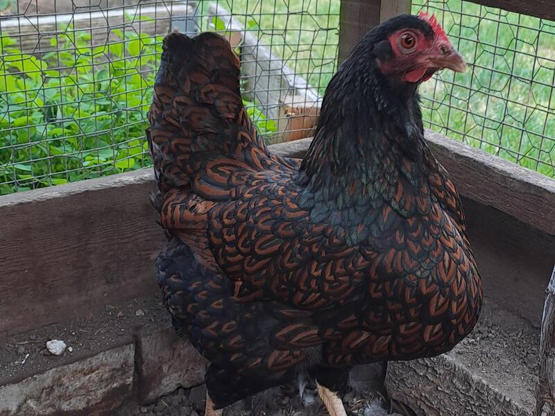 Bantam hen for sale Birdtrader