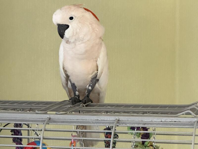 Moluccan cockatoo for sale Birdtrader