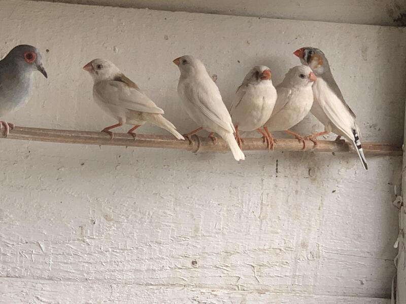 zebra finches for sale young birds 2023