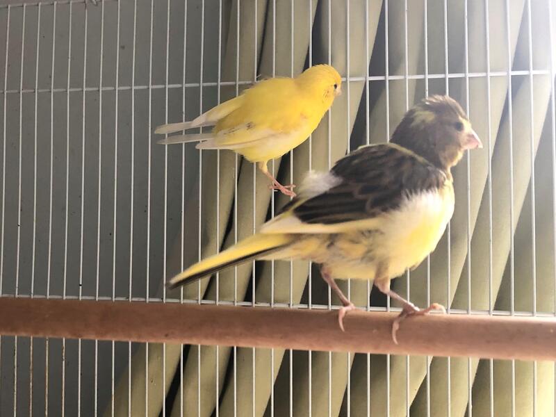 Fife Canaries for Sale Birdtrader