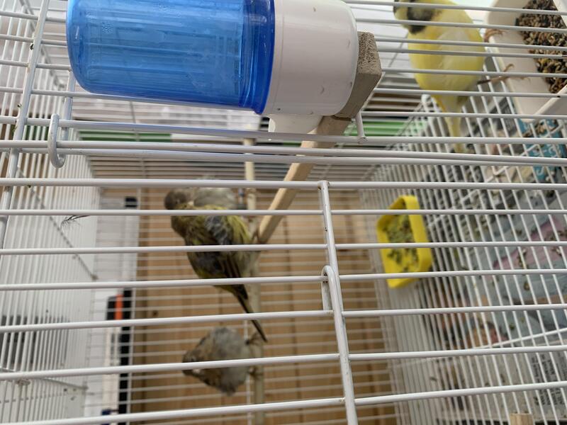 Fife canaries for sale Birdtrader