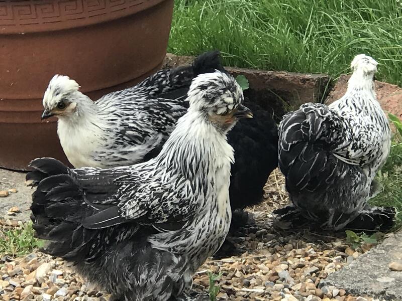 3 x Silkie x Pekin Black & White Pullets Birdtrader