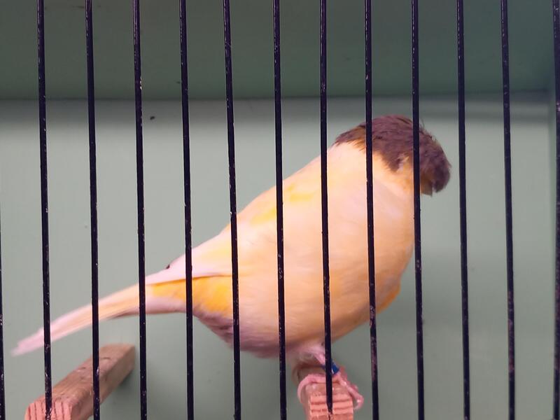 Gloster Canaries Champion breeder. Birdtrader