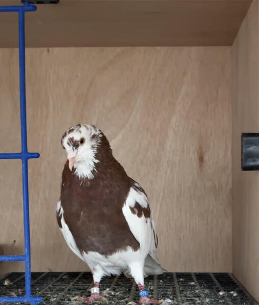 Birmingham rollers for sale Birdtrader