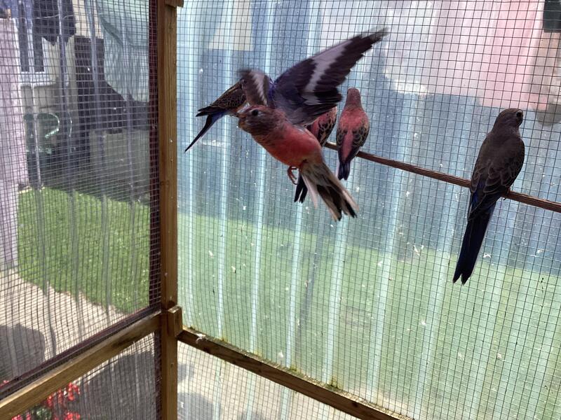 Bourke parakeets for sale Birdtrader