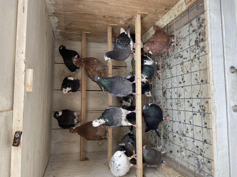 Birmingham rollers for sale Birdtrader