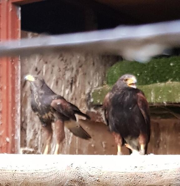 Harris hawk chicks for sale.Parent reared. Birdtrader