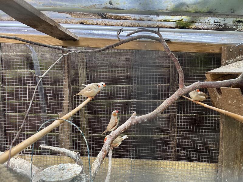 Zebra Finches for sale Birdtrader