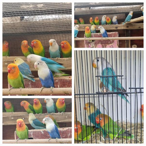 Lovebirds for sale Birdtrader