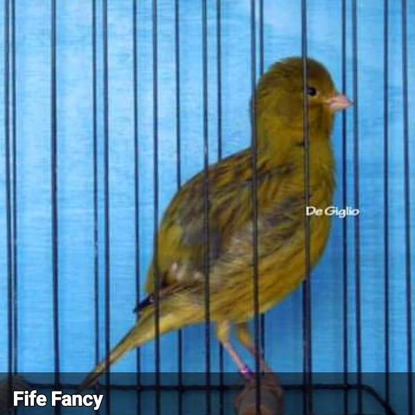 Champion fife canaries Birdtrader