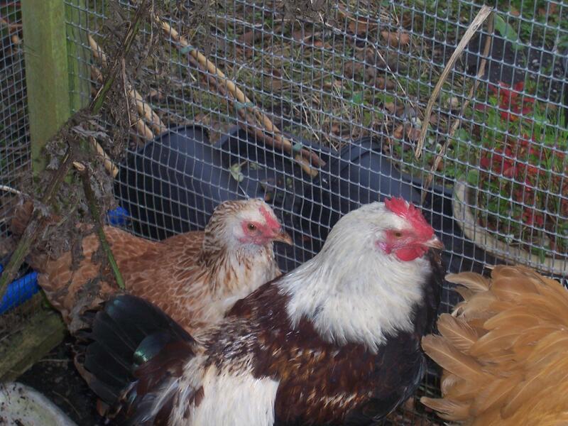 SALMON FAVEROLLES for sale Birdtrader