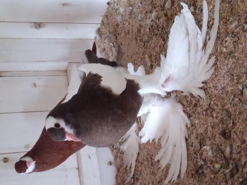 Fancy pigeons for sale Birdtrader