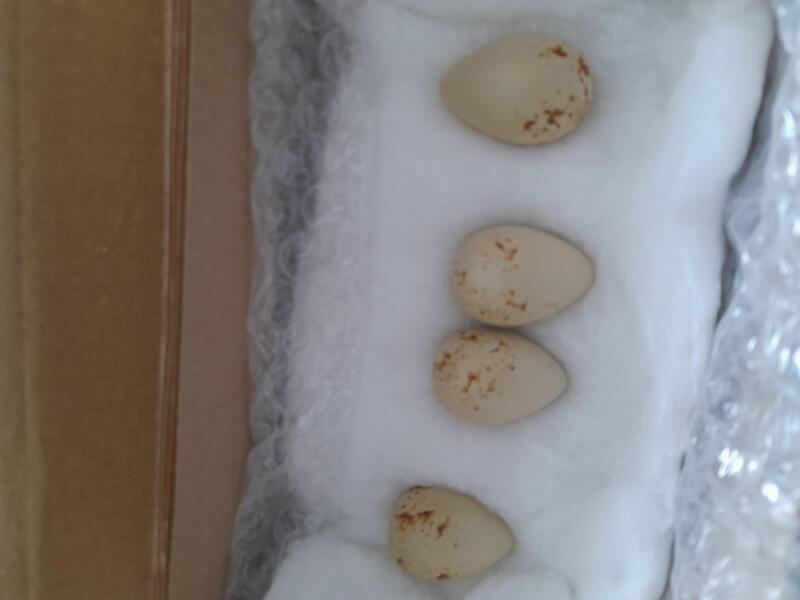 Replica birds eggs Birdtrader