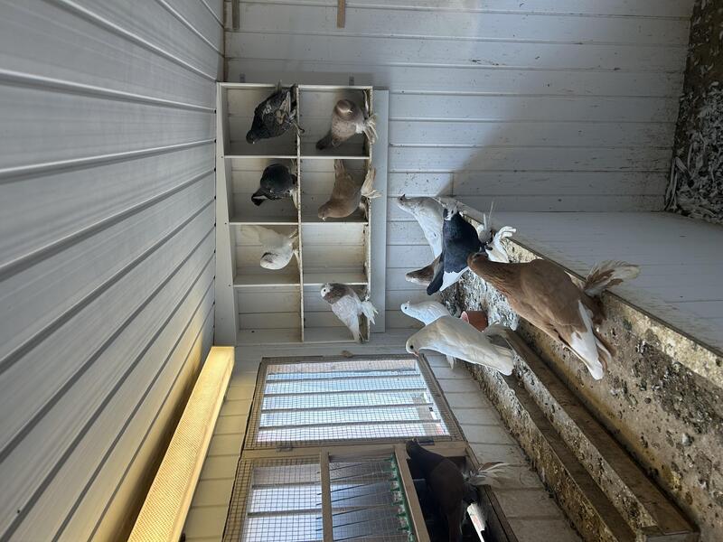 Tumbler Pigeons For Sale Birdtrader