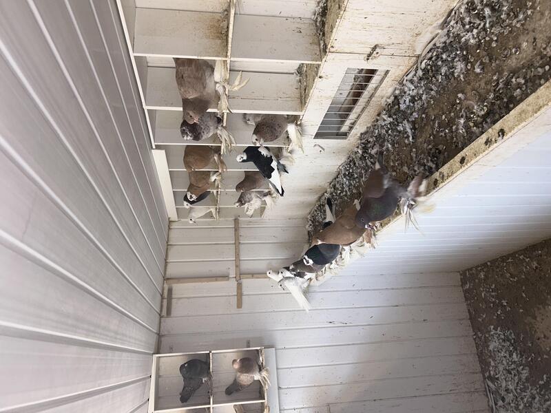 Tumbler Pigeons For Sale Birdtrader