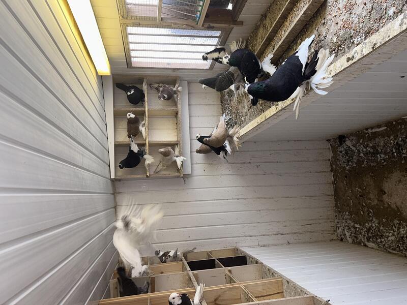 Tumbler Pigeons For Sale Birdtrader