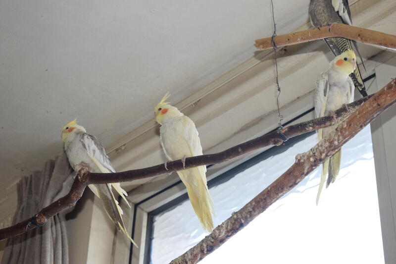 baby cockatiels for sale Birdtrader